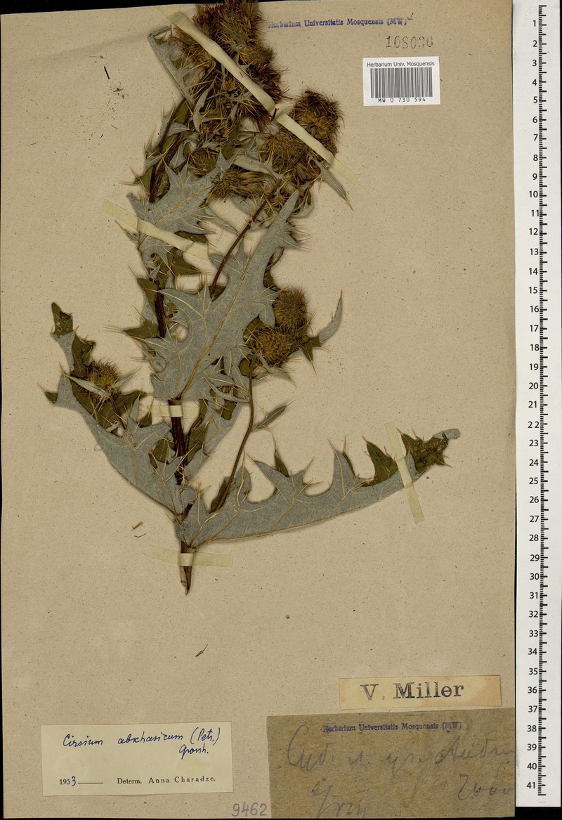 Cirsium osseticum subsp. abkhasicum photo 2