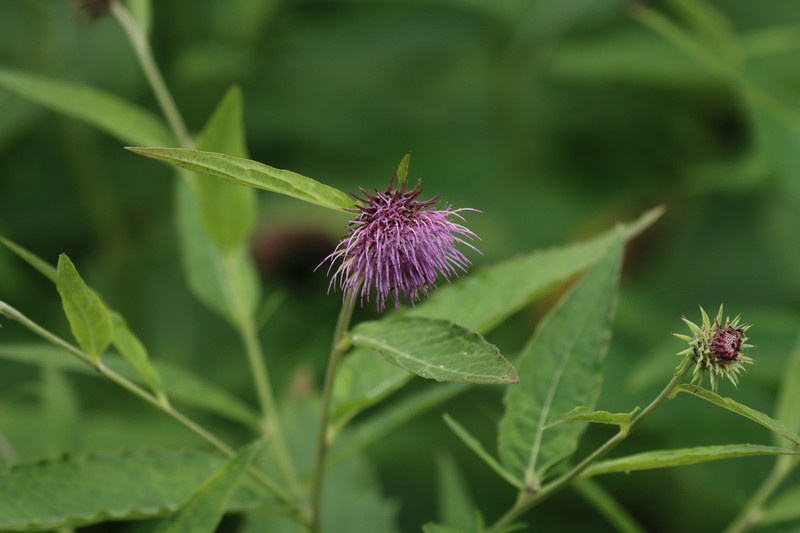 Cirsium otayae