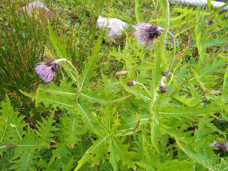 Cirsium otayae photo 2