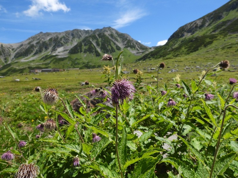 Cirsium otayae photo 3