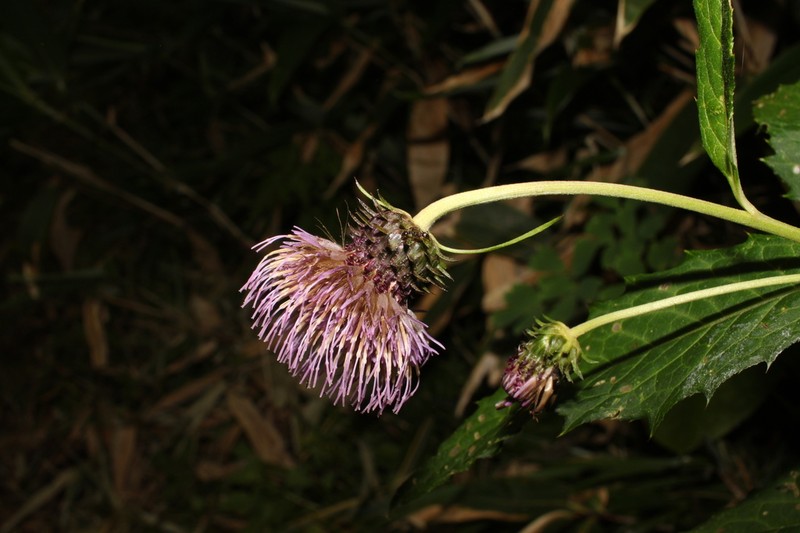 Cirsium otayae photo 4