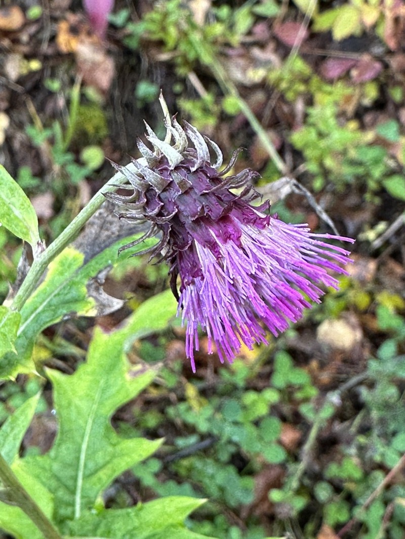 Cirsium otayae photo 5