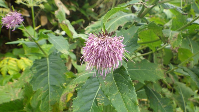 Cirsium otayae photo 6