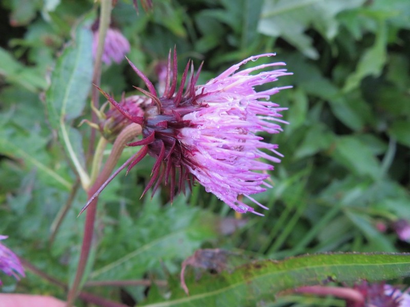 Cirsium otayae photo 7