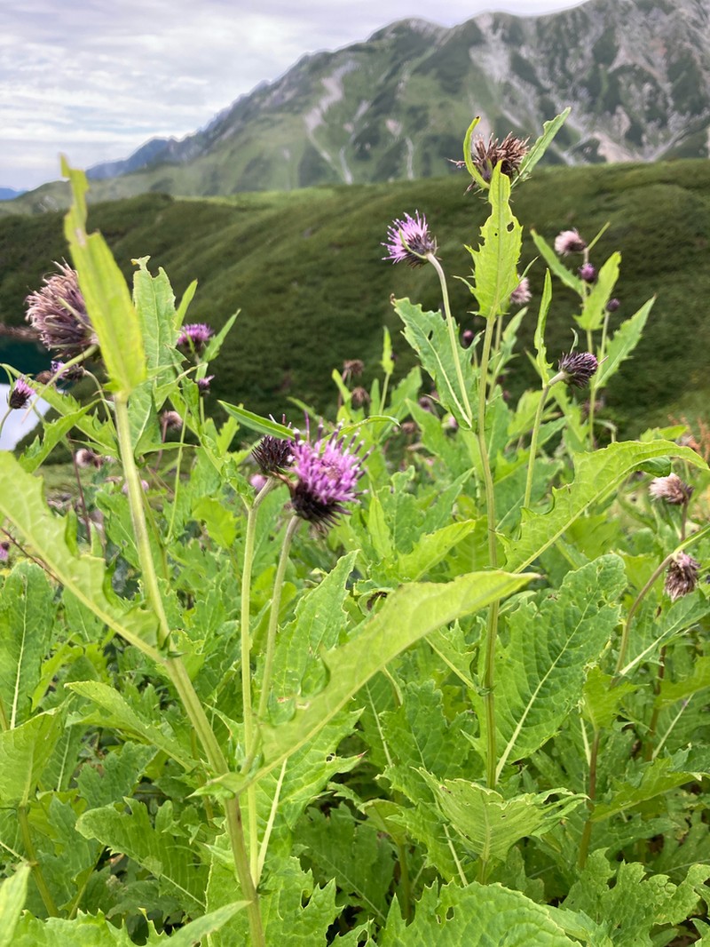 Cirsium otayae photo 8
