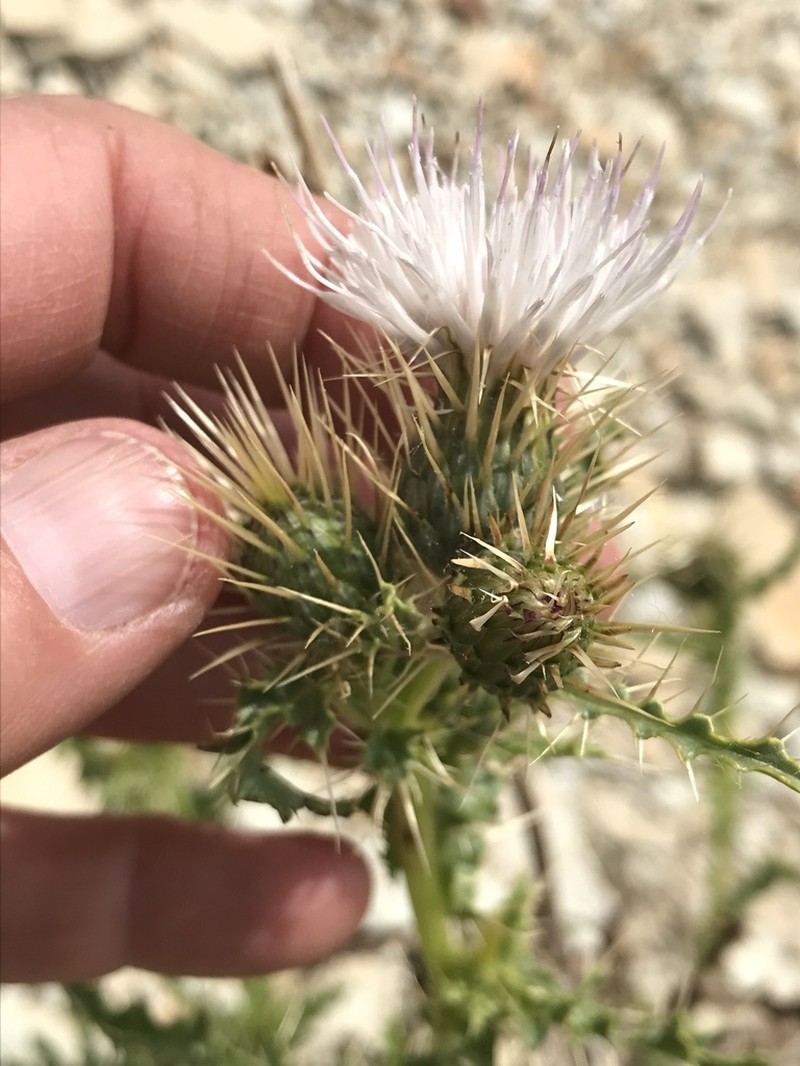 Ownbey's Thistle