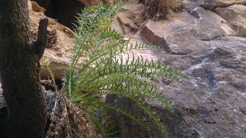 Ownbey's Thistle photo 2