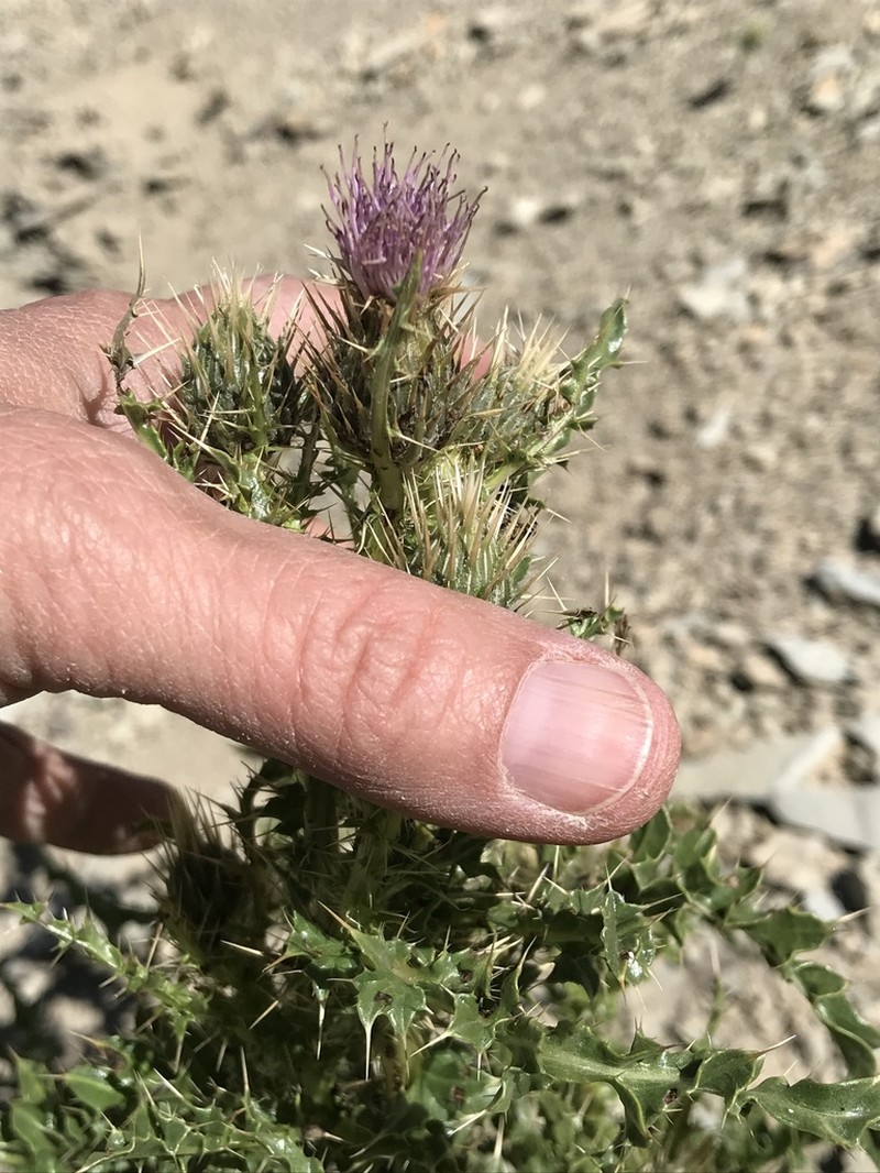 Ownbey's Thistle photo 3