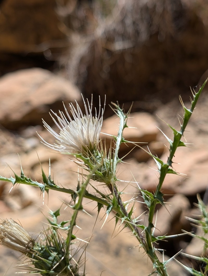 Ownbey's Thistle photo 4