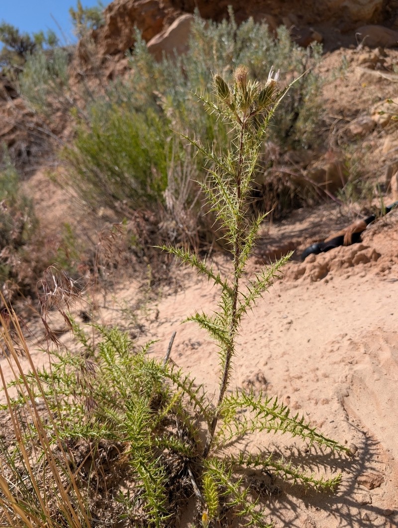 Ownbey's Thistle photo 5