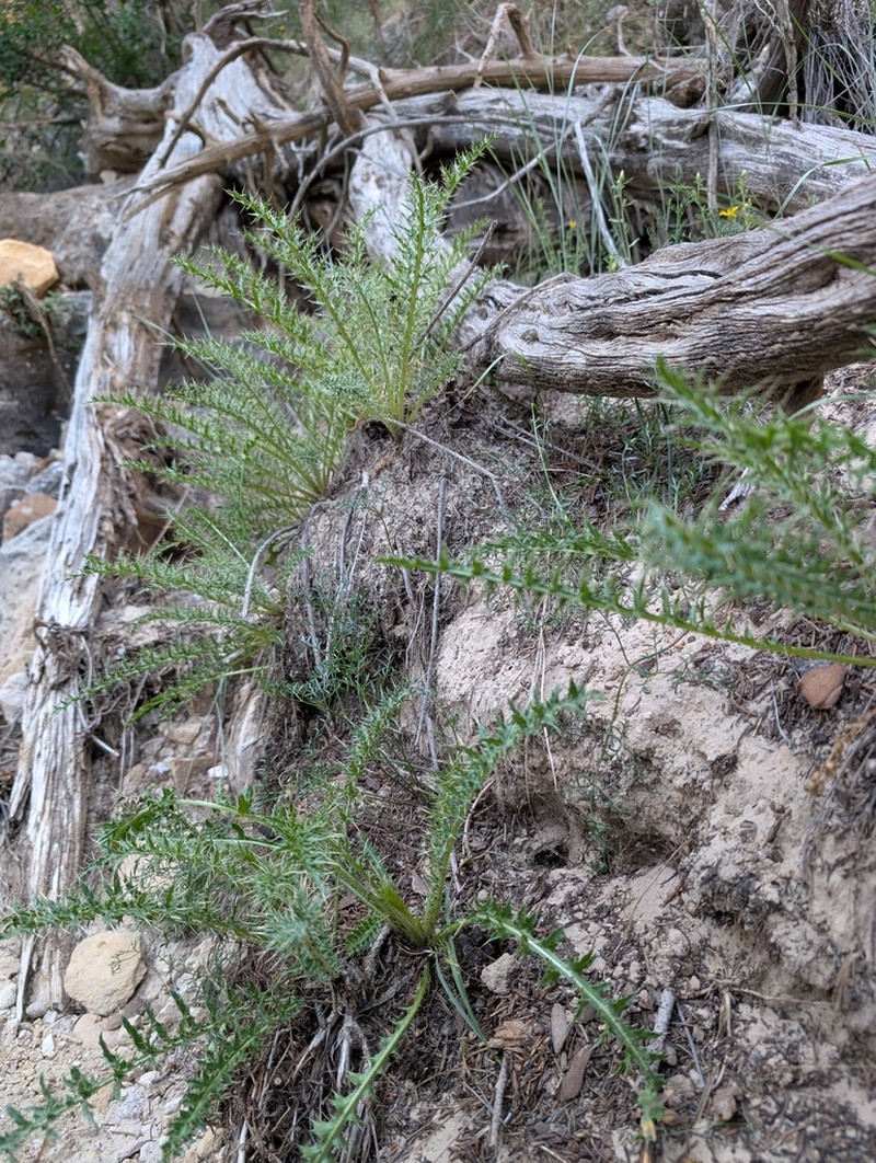 Ownbey's Thistle photo 6
