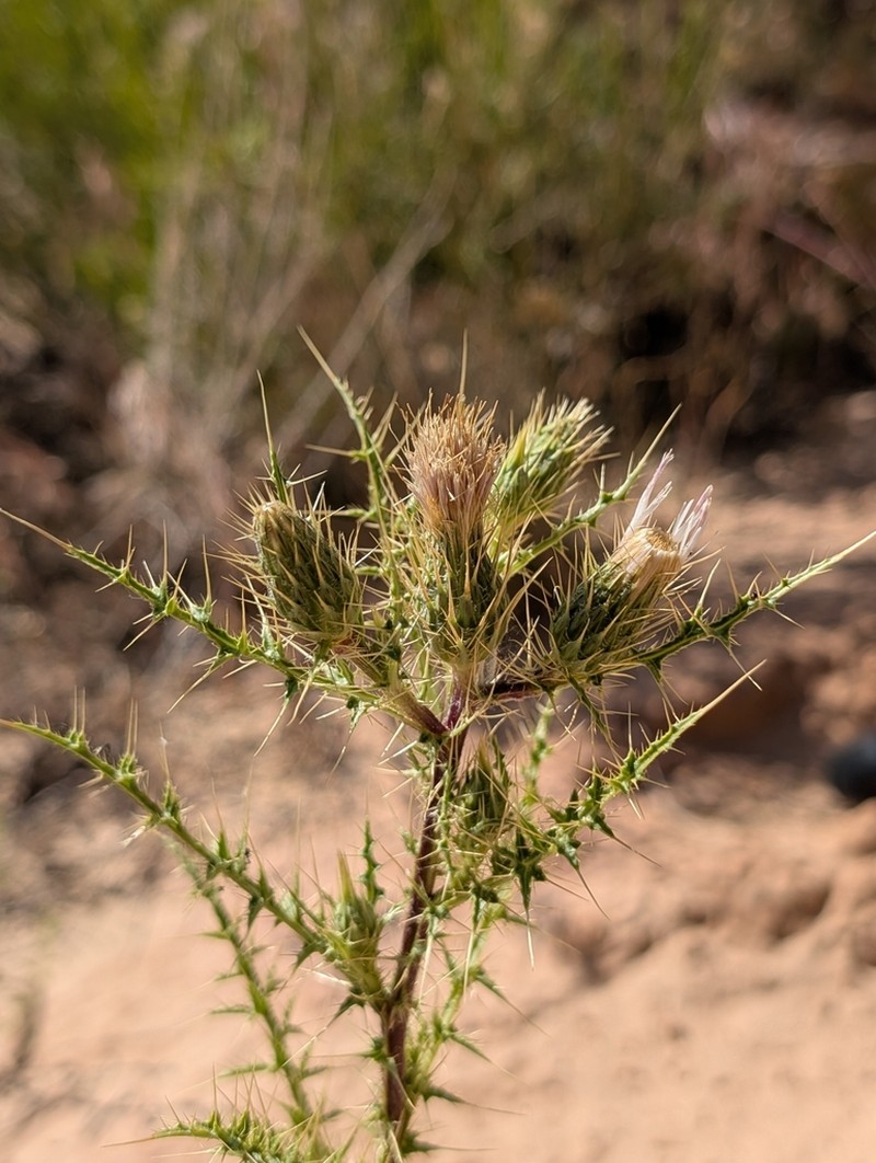 Ownbey's Thistle photo 7
