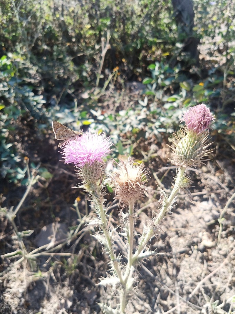 Cirsium pacificum