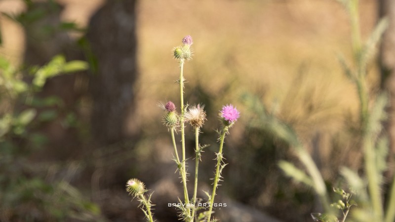Cirsium pacificum photo 2