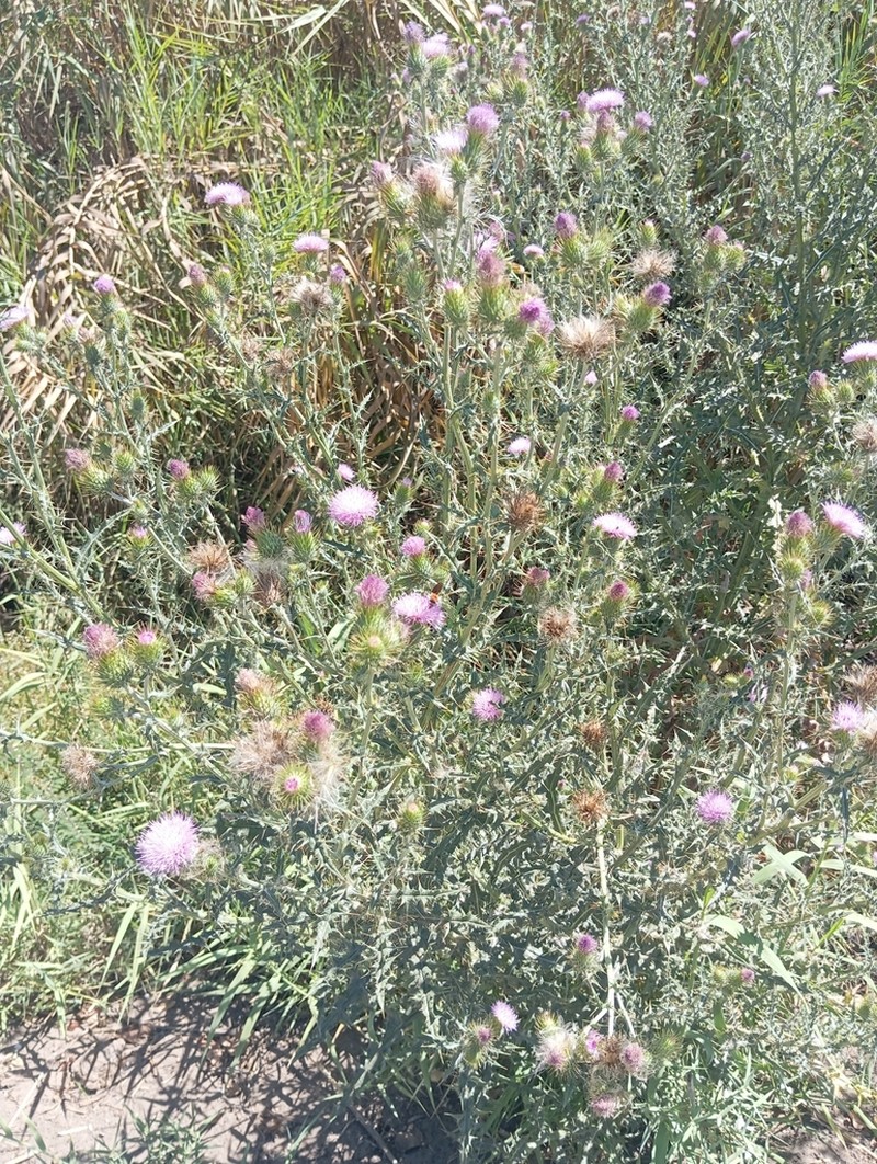 Cirsium pacificum photo 3