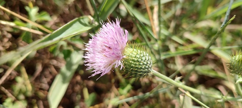 Cirsium pacificum photo 4