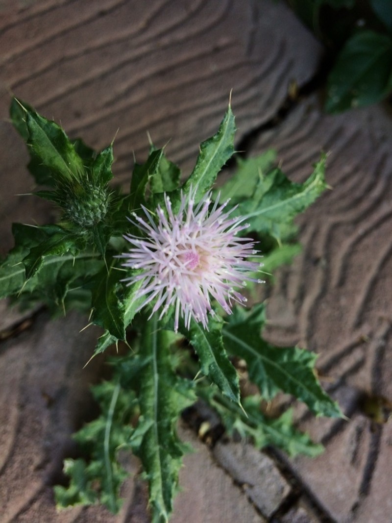 Cirsium pacificum photo 5