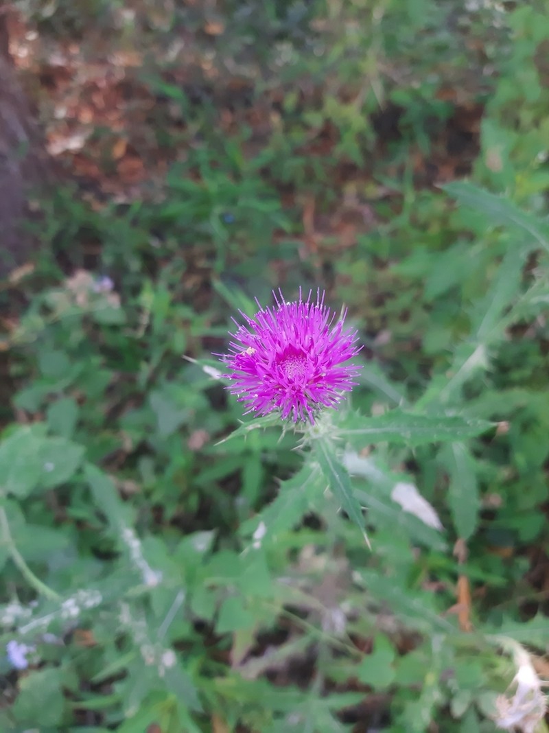 Cirsium pacificum photo 6
