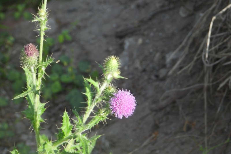 Cirsium pacificum photo 7