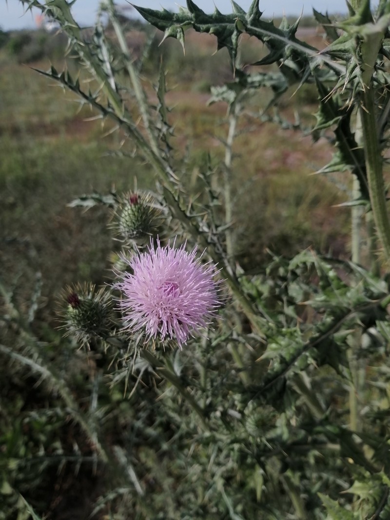 Cirsium pacificum photo 8