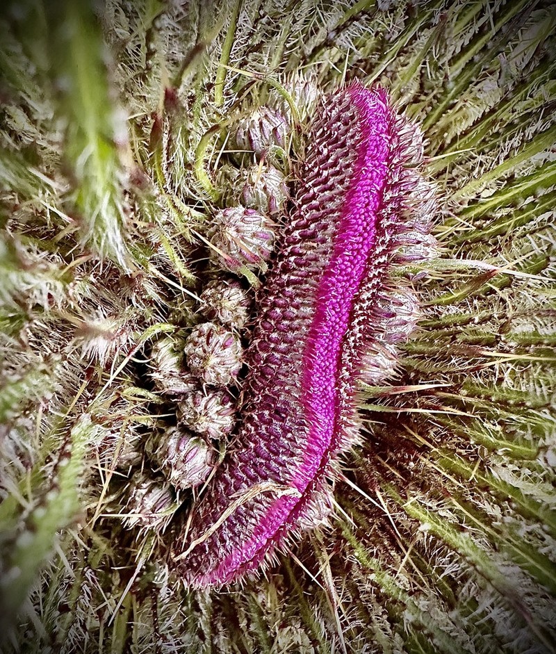 Marsh Thistle photo 4
