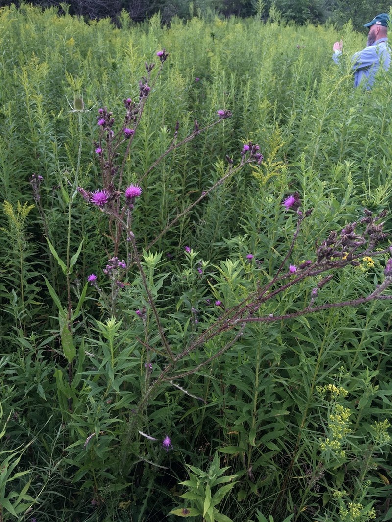 Marsh Thistle photo 5