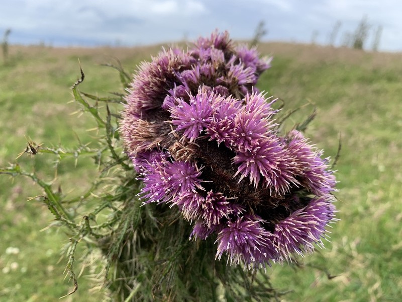 Marsh Thistle photo 6