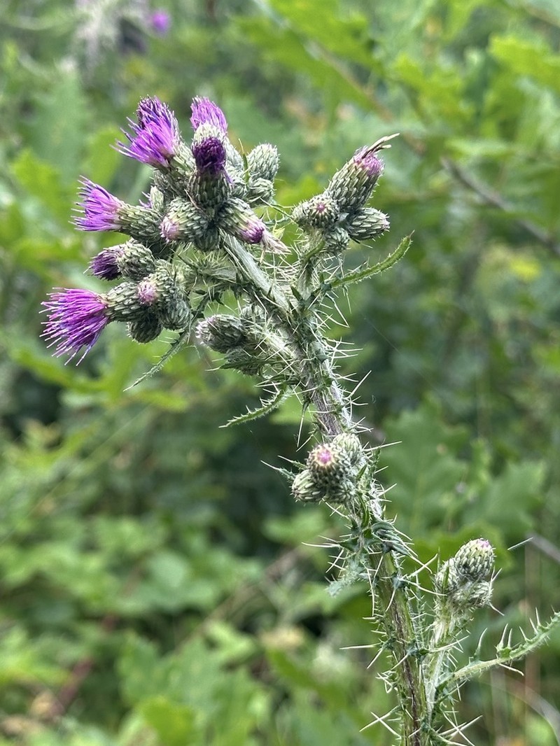 Marsh Thistle photo 7