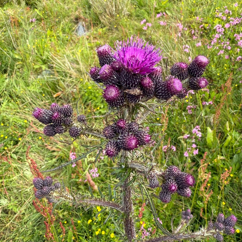 Marsh Thistle photo 8