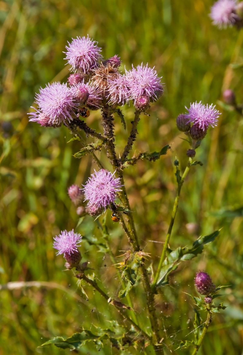 Marsh Thistle photo 4
