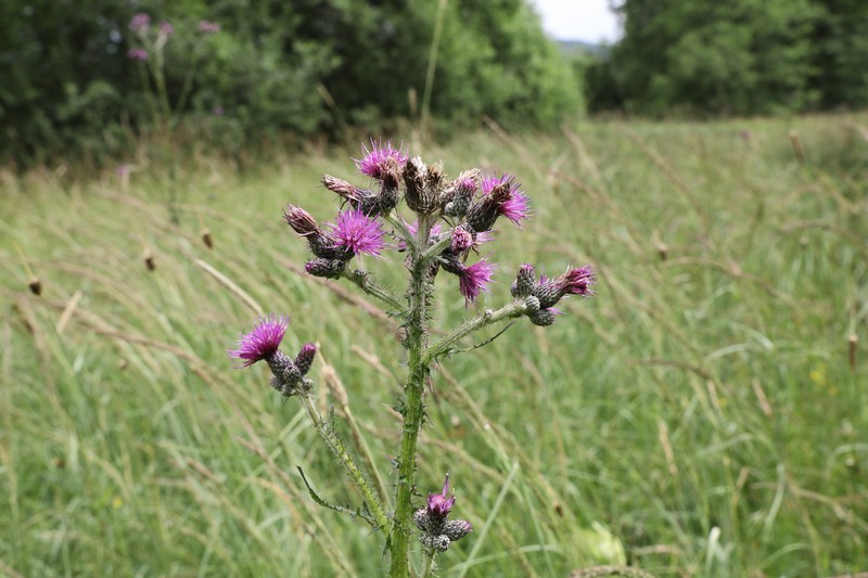 Marsh Thistle photo 5