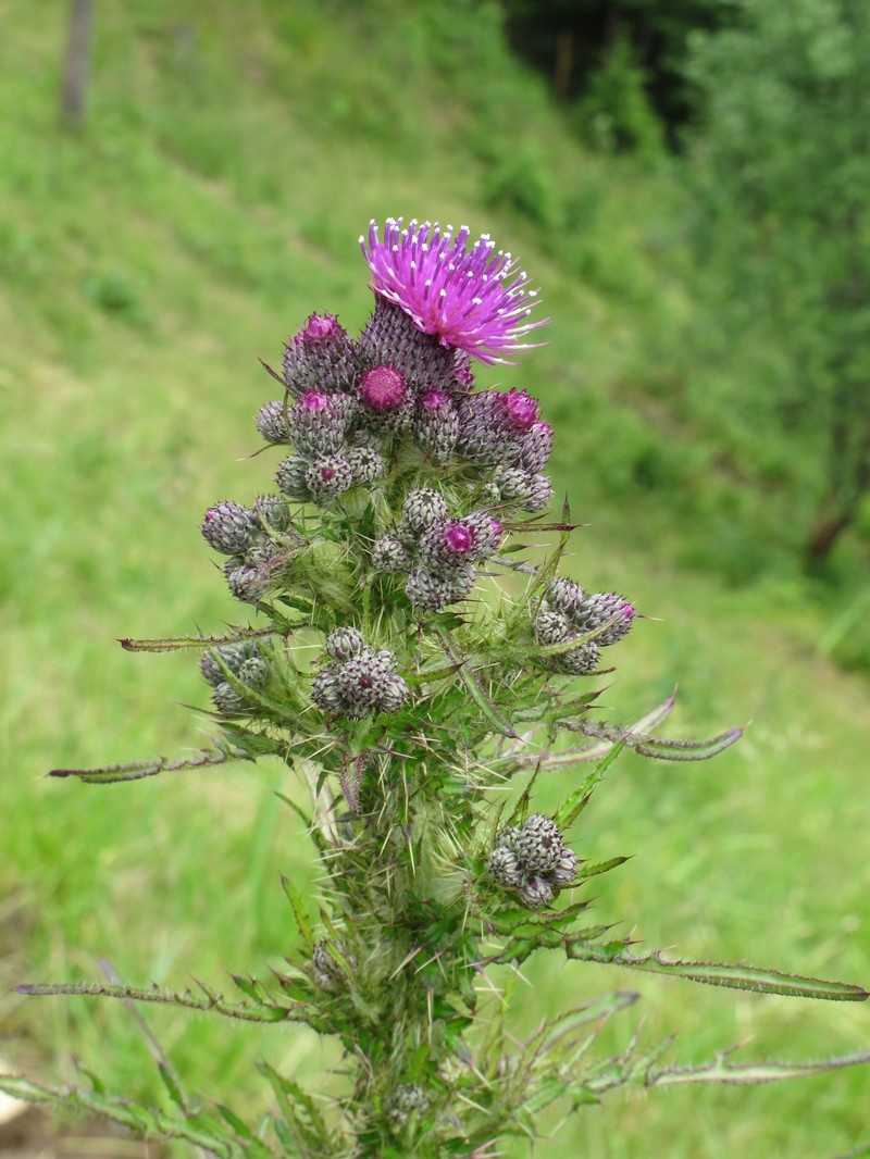 Marsh Thistle photo 2