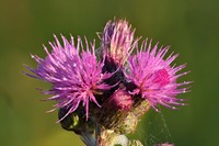 Marsh Thistle