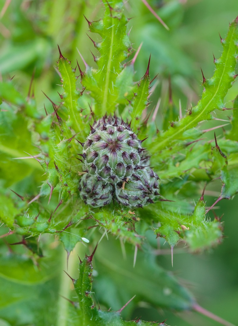 Marsh Thistle photo 3