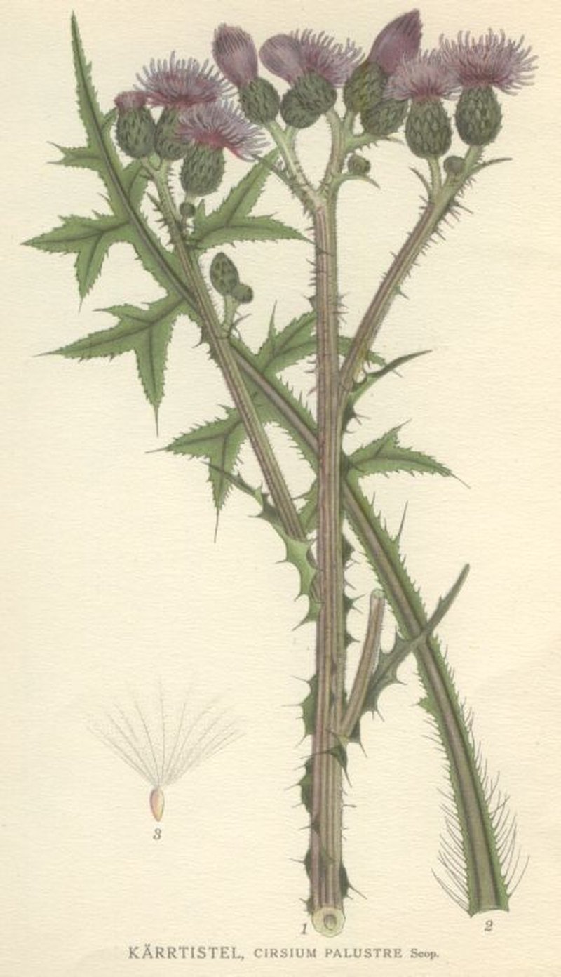 Marsh Thistle photo 2