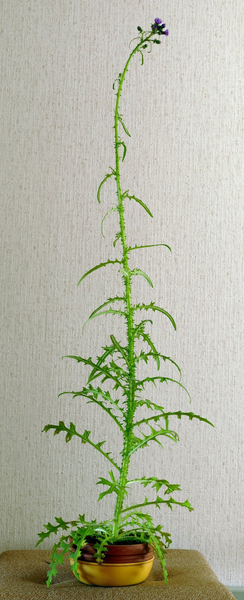 Marsh Thistle photo 6