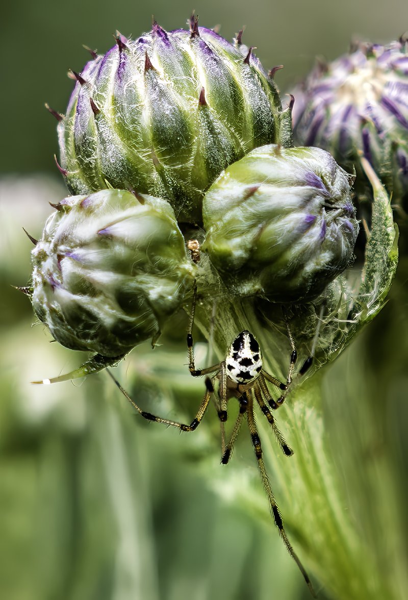 Marsh Thistle photo 7