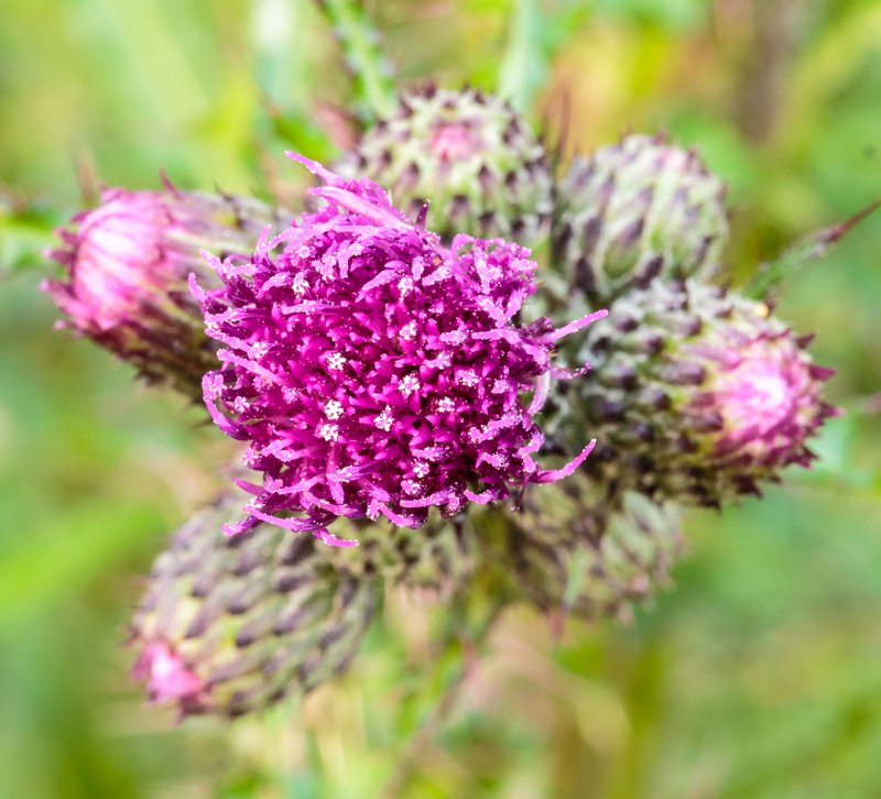 Marsh Thistle photo 8