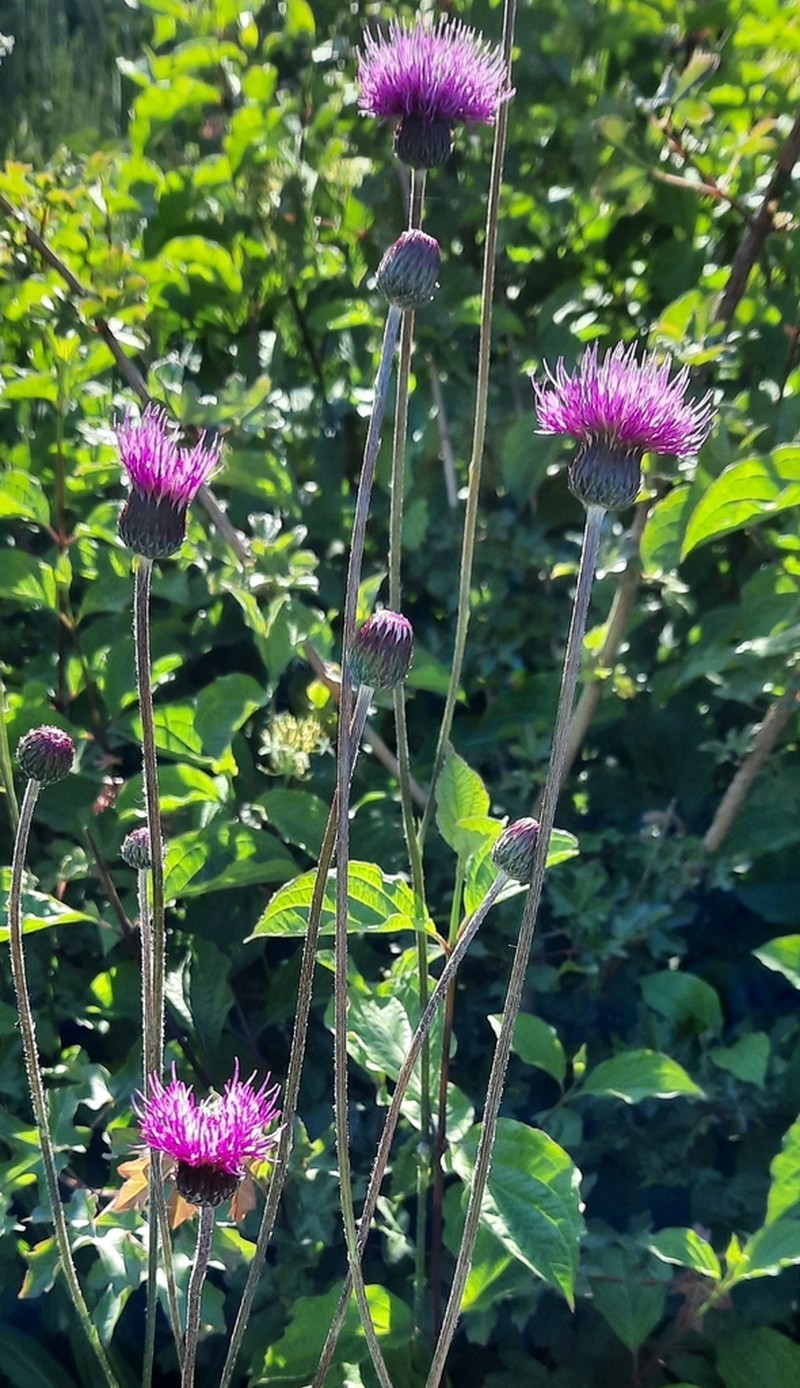Cirsium pannonicum