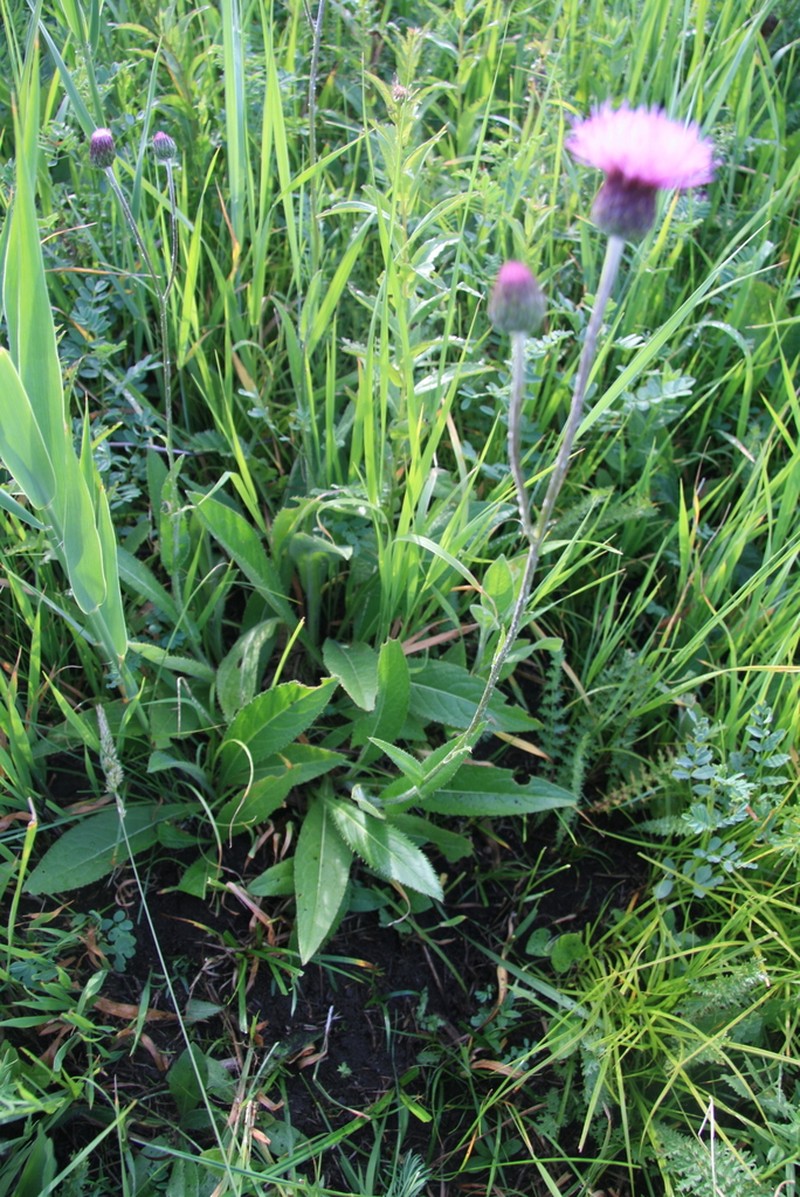 Cirsium pannonicum photo 2