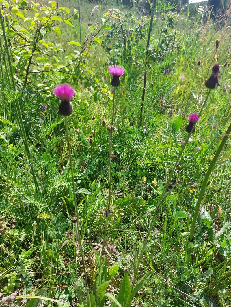 Cirsium pannonicum photo 3