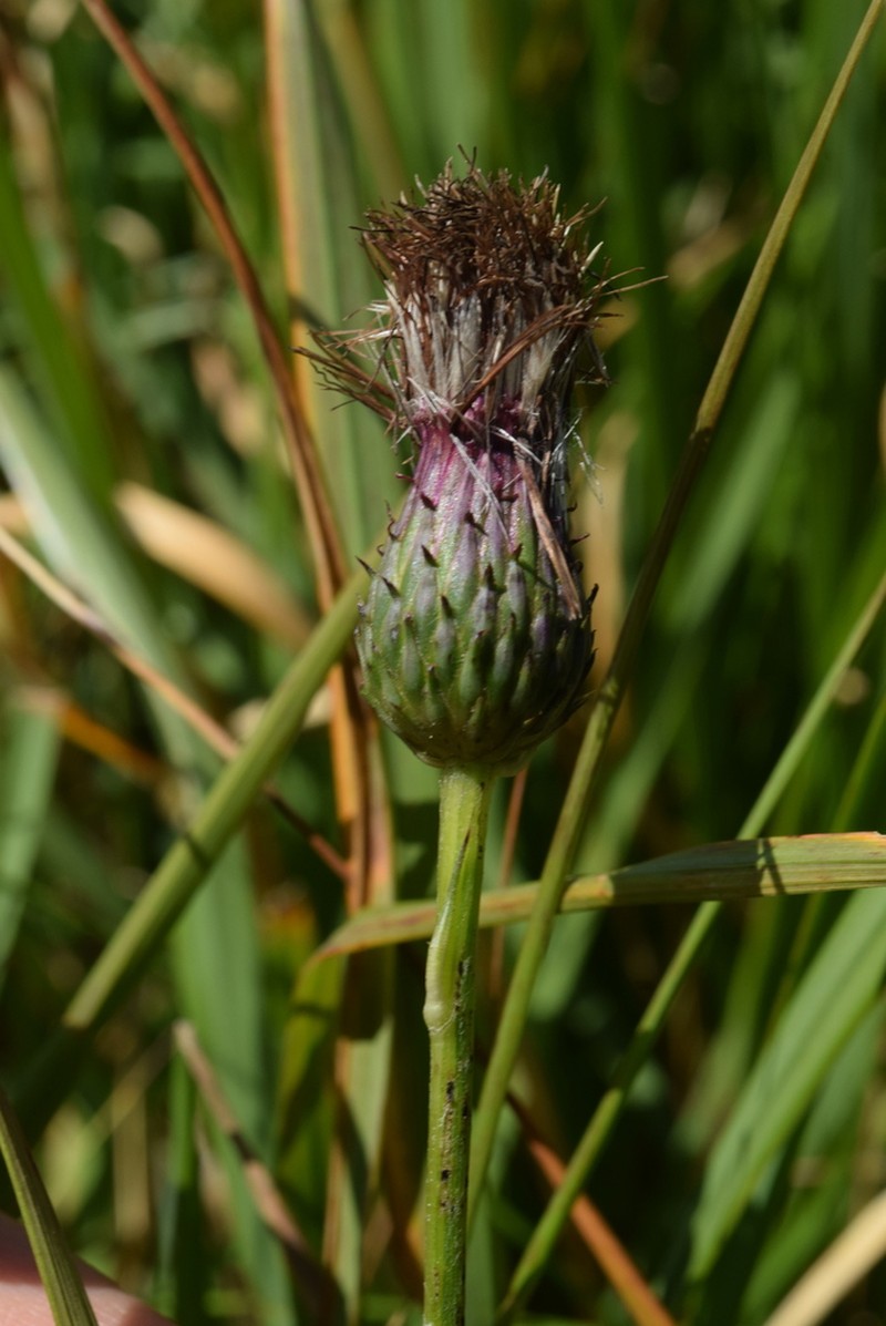 Cirsium pannonicum photo 4