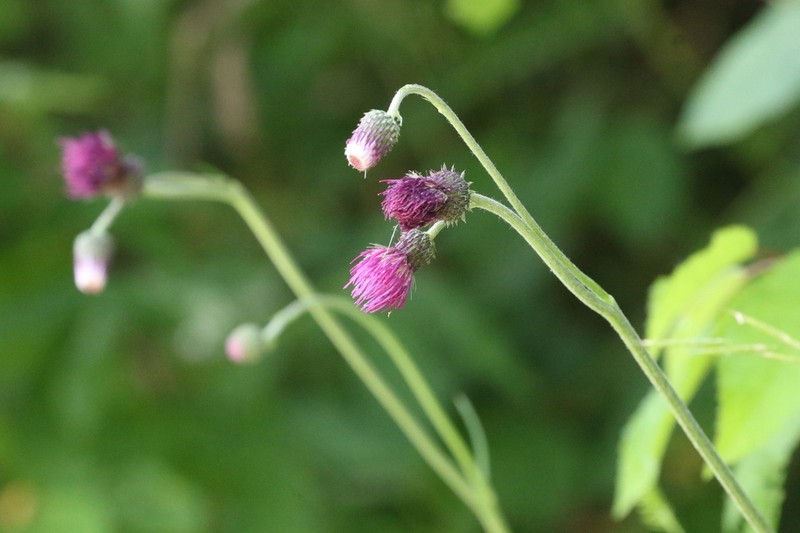 Cirsium pannonicum photo 5