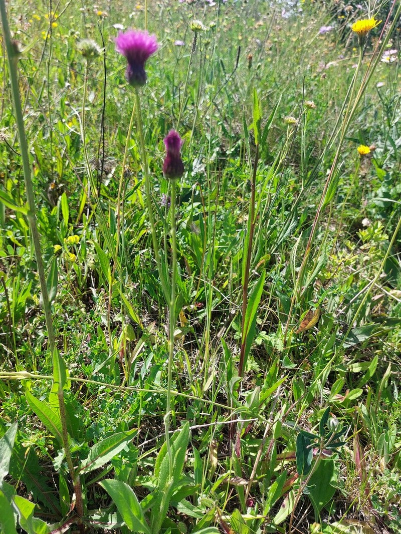 Cirsium pannonicum photo 6