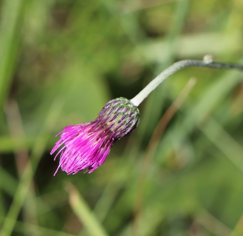 Cirsium pannonicum photo 7