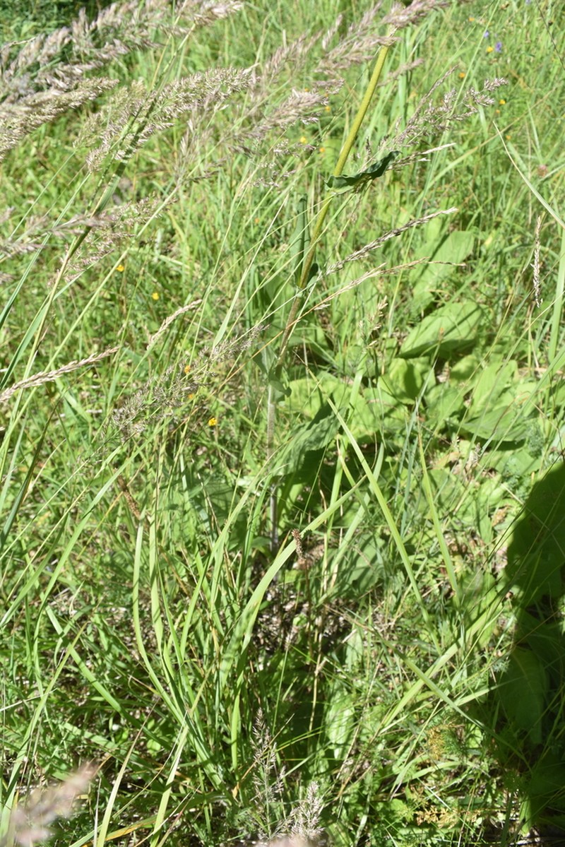 Cirsium pannonicum photo 8