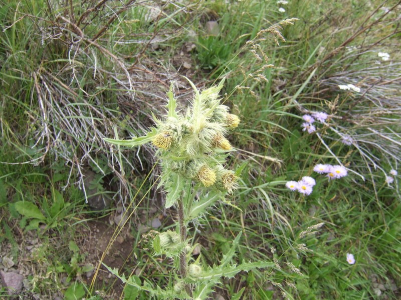 Gila Thistle