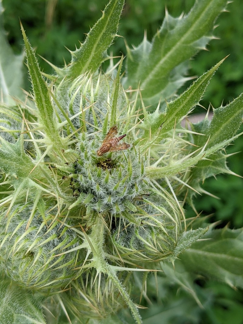 Gila Thistle photo 2