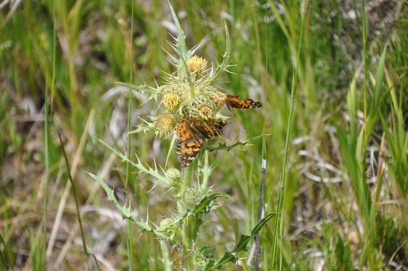 Gila Thistle photo 6