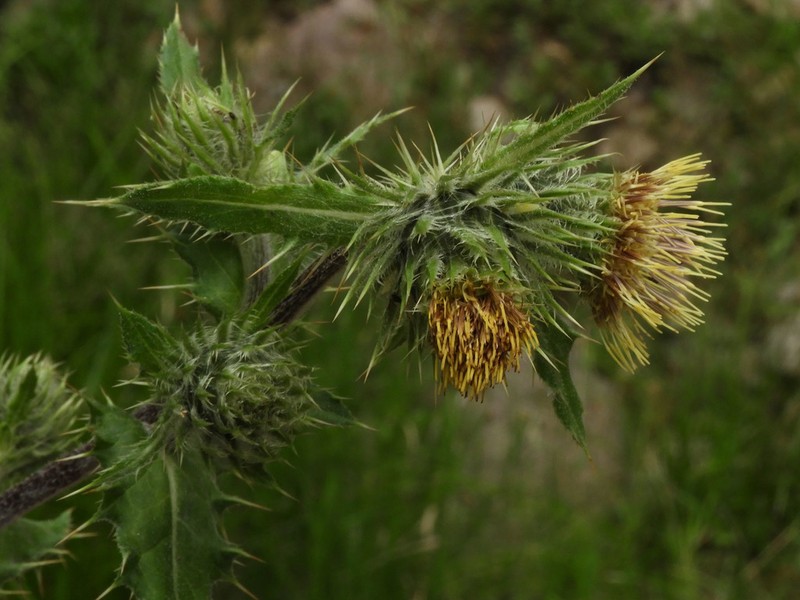 Pale Thistle photo 4